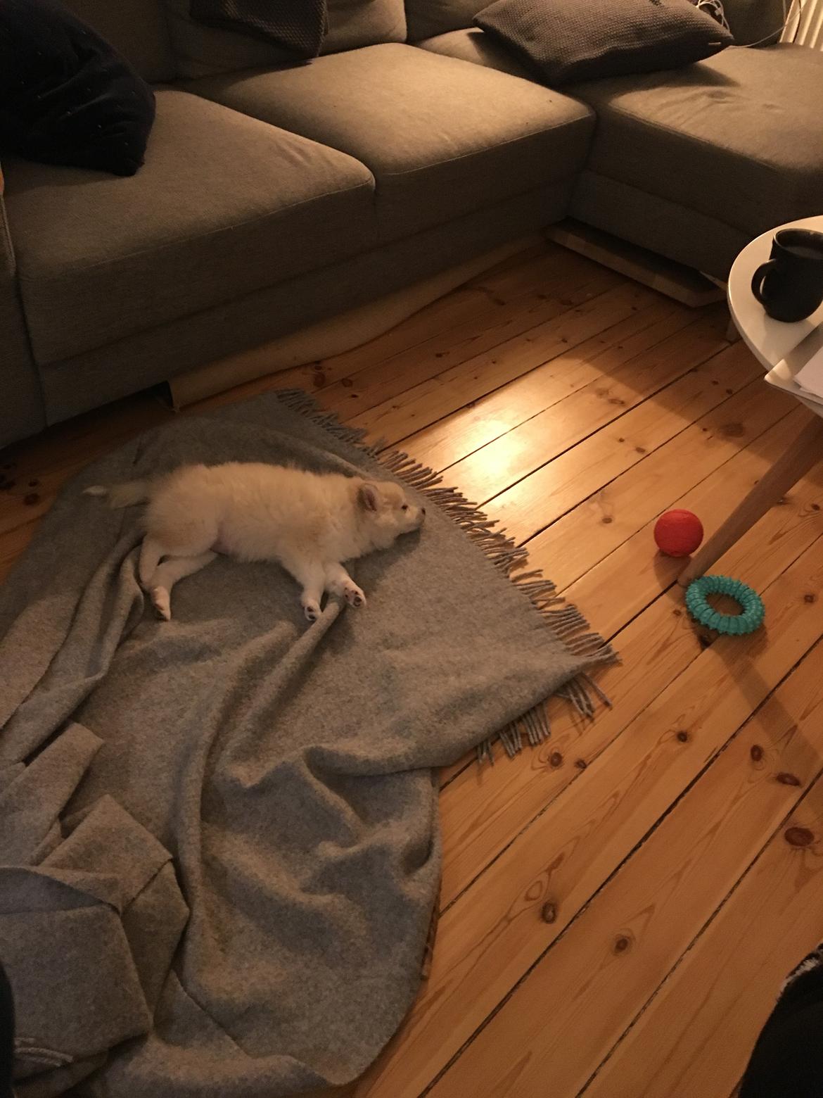 Blanding af racer Wilma billede 5