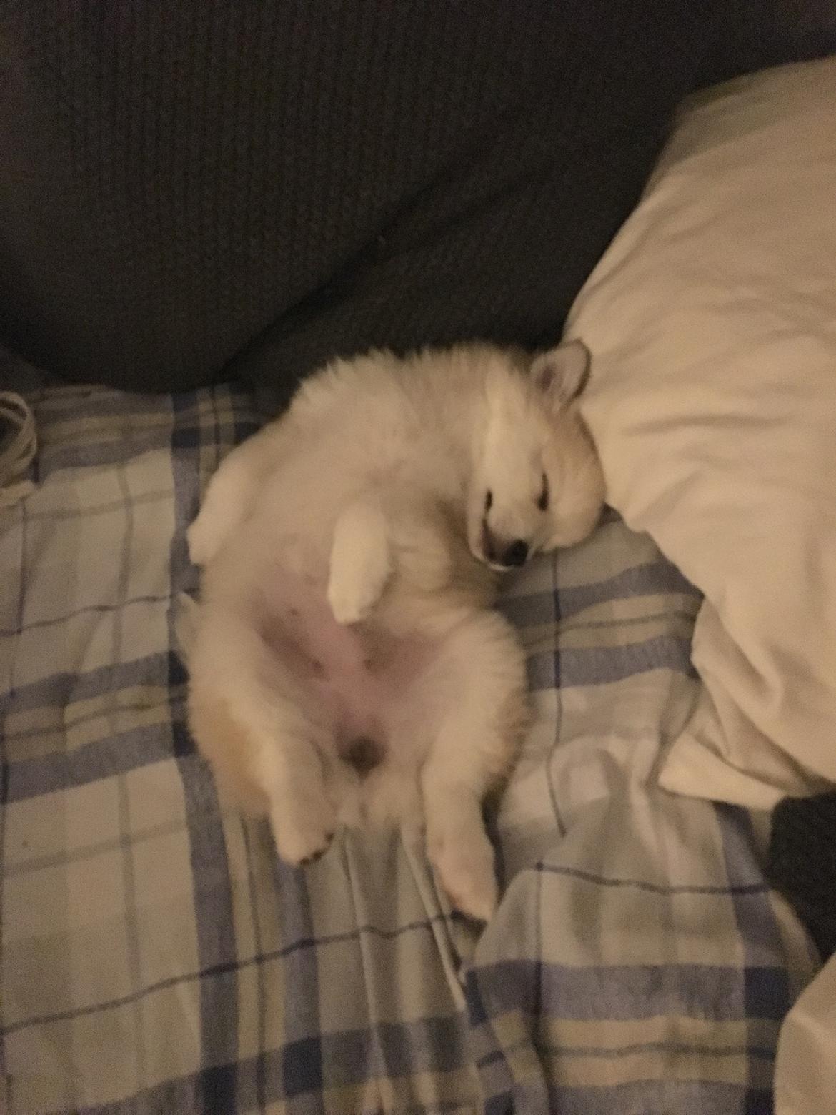 Blanding af racer Wilma billede 6