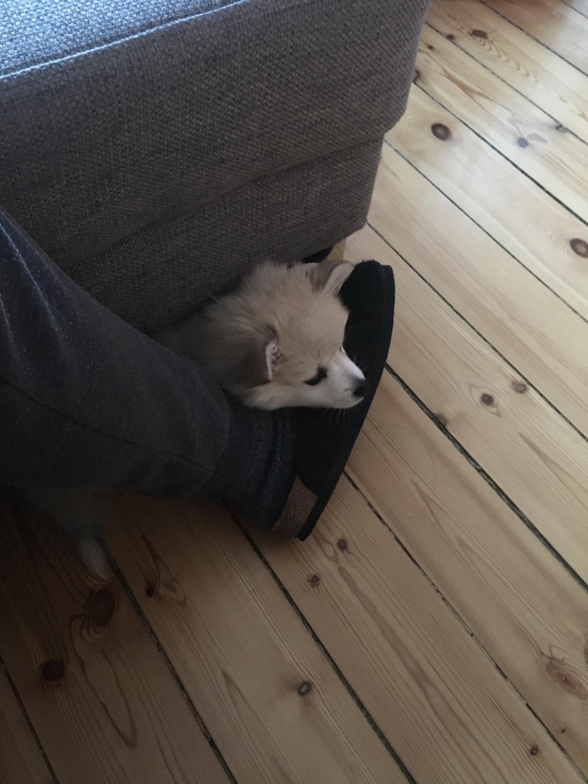 Blanding af racer Wilma billede 7