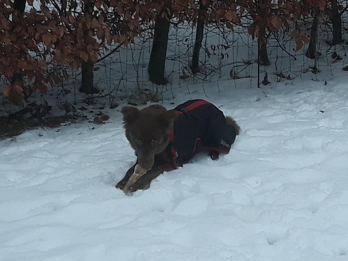 Blanding af racer Nuga ( Nom Tham ) billede 20