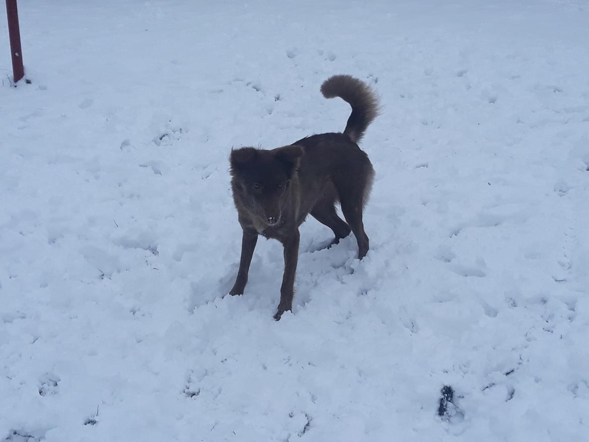 Blanding af racer Nuga ( Nom Tham ) billede 18