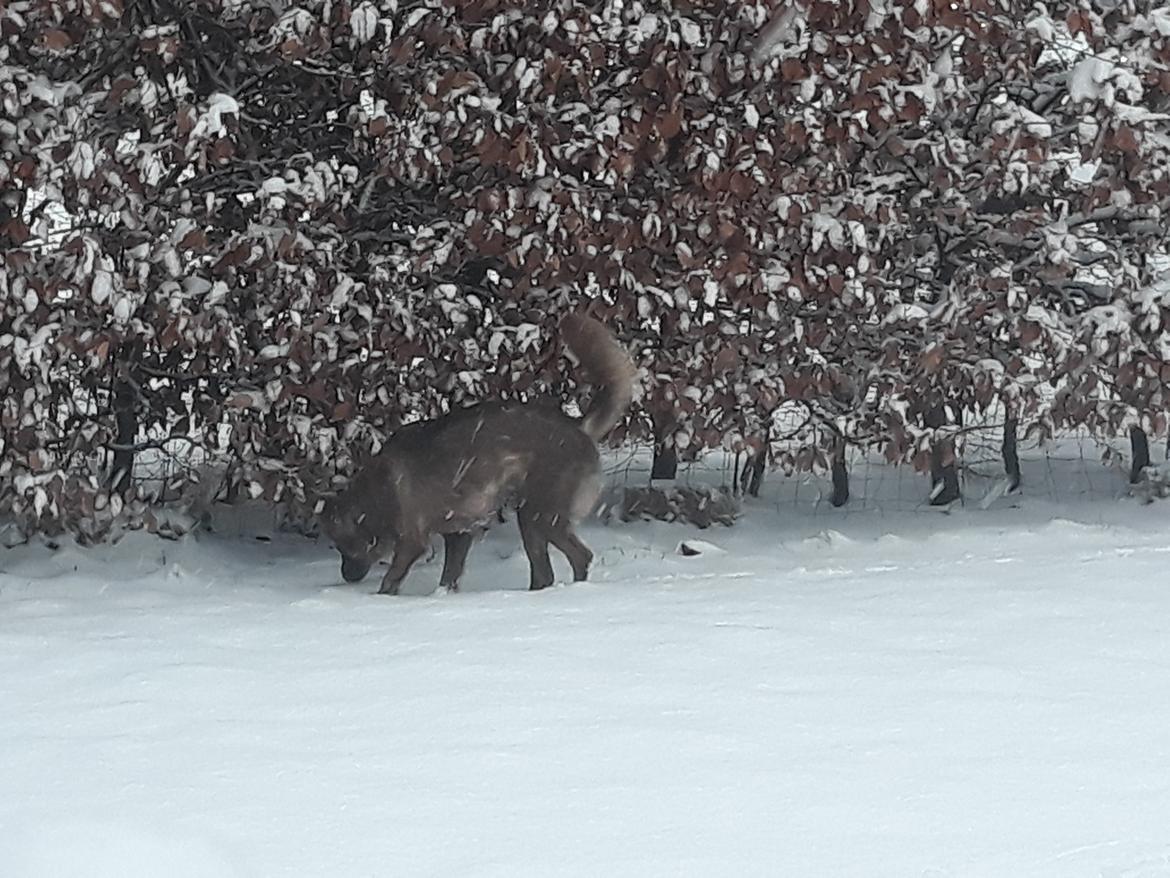 Blanding af racer Nuga ( Nom Tham ) - Første møde med sne billede 17