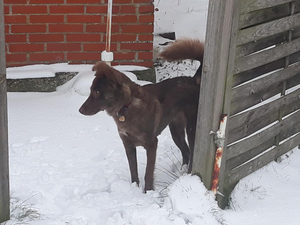 Blanding af racer Nuga ( Nom Tham ) billede 19