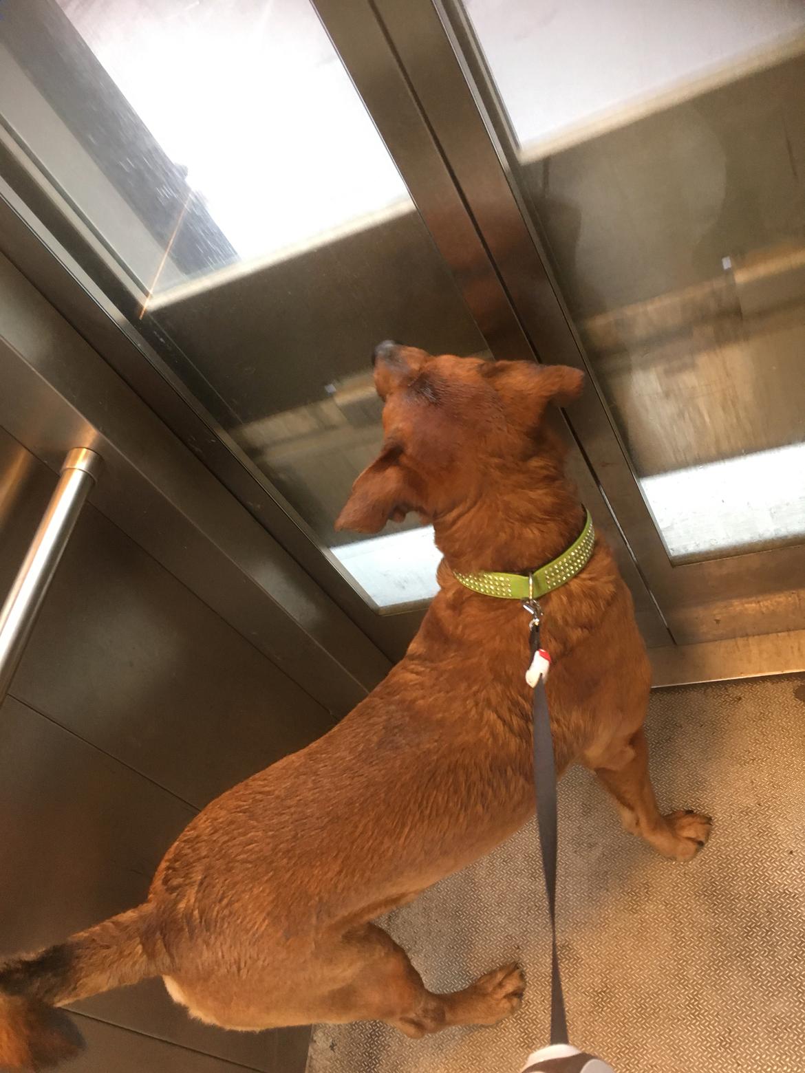 Blanding af racer Arnold Arnolde Nold Nolde billede 40