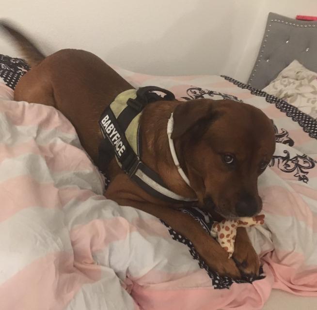 Blanding af racer Arnold Arnolde Nold Nolde billede 45