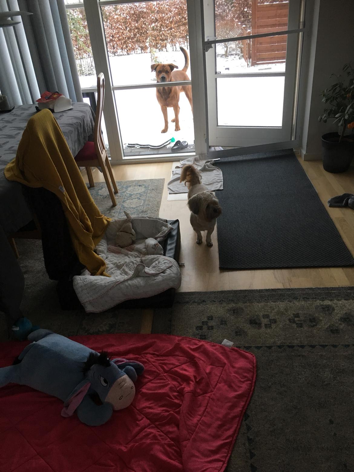 Blanding af racer Arnold Arnolde Nold Nolde billede 42