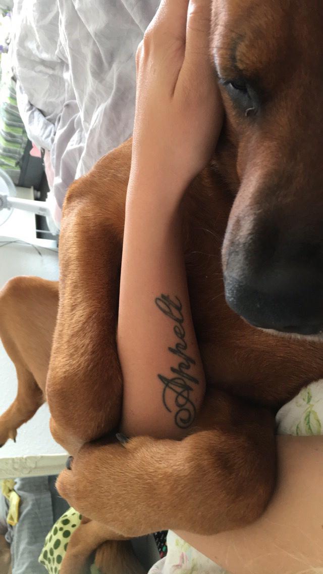 Blanding af racer Arnold Arnolde Nold Nolde billede 36