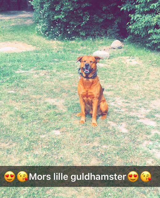 Blanding af racer Arnold Arnolde Nold Nolde billede 39