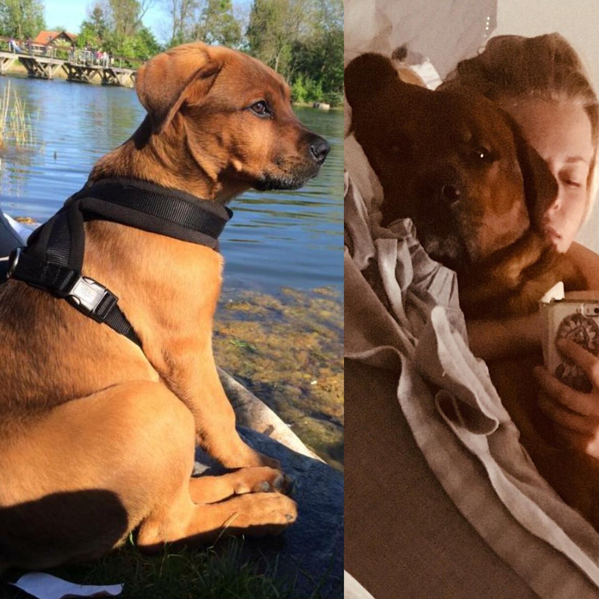 Blanding af racer Arnold Arnolde Nold Nolde billede 34