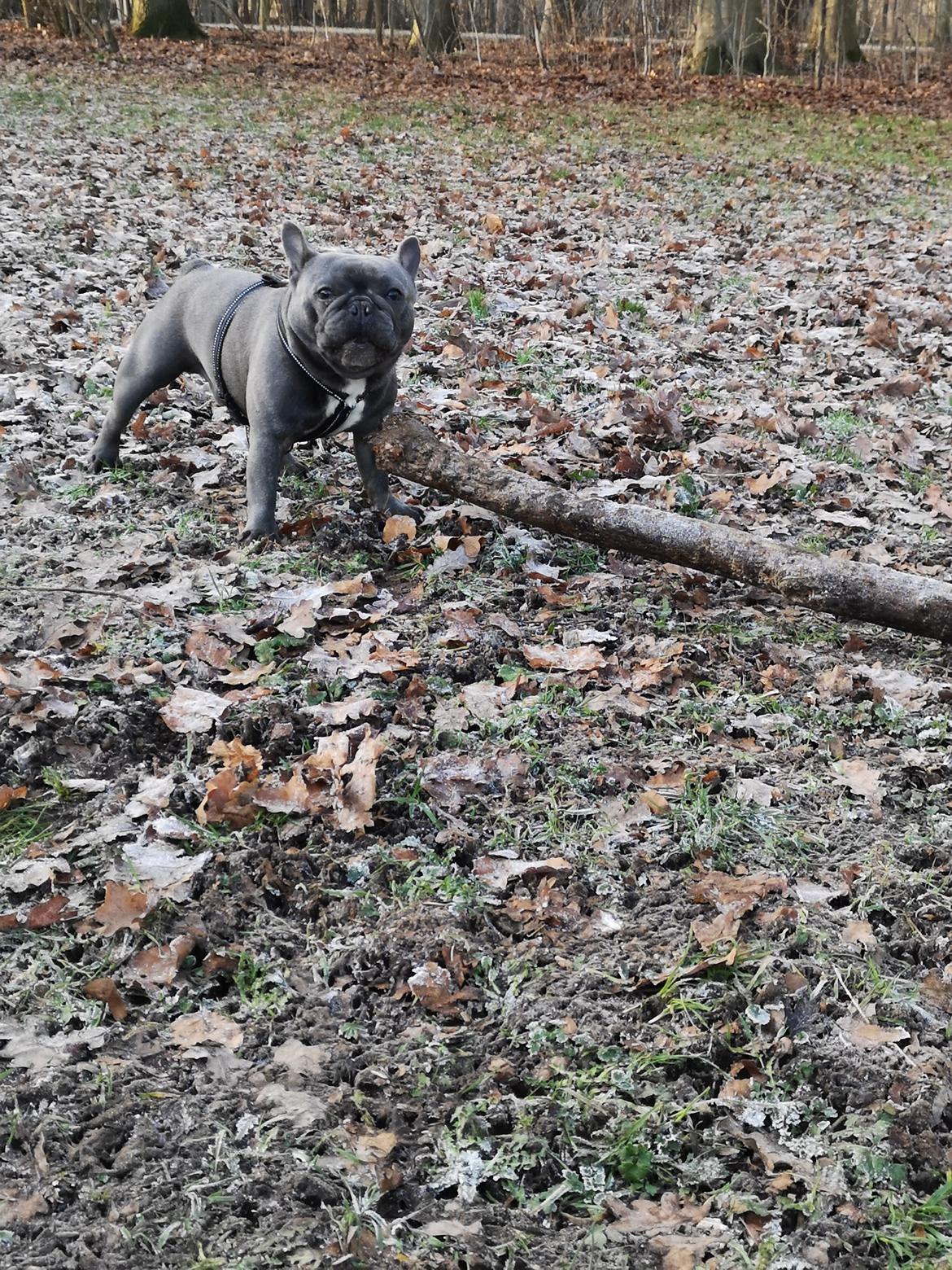 Fransk bulldog Kurt billede 1