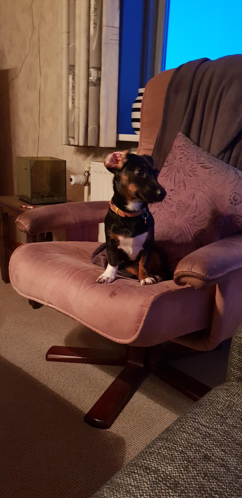 Blanding af racer Suki billede 16