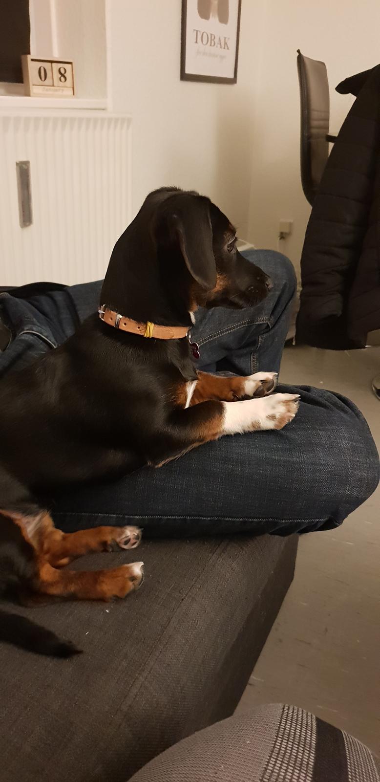 Blanding af racer Suki billede 17