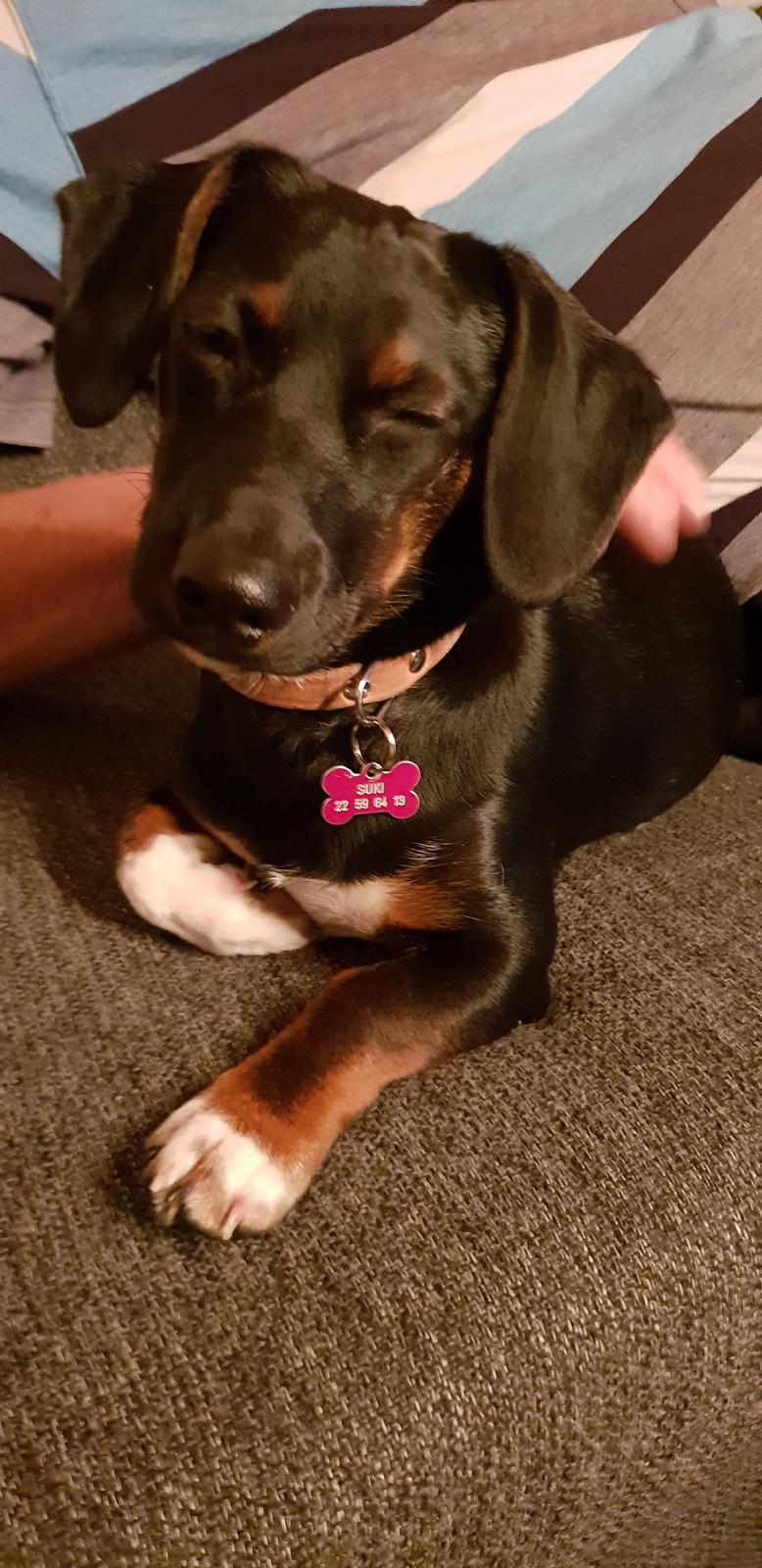 Blanding af racer Suki billede 18