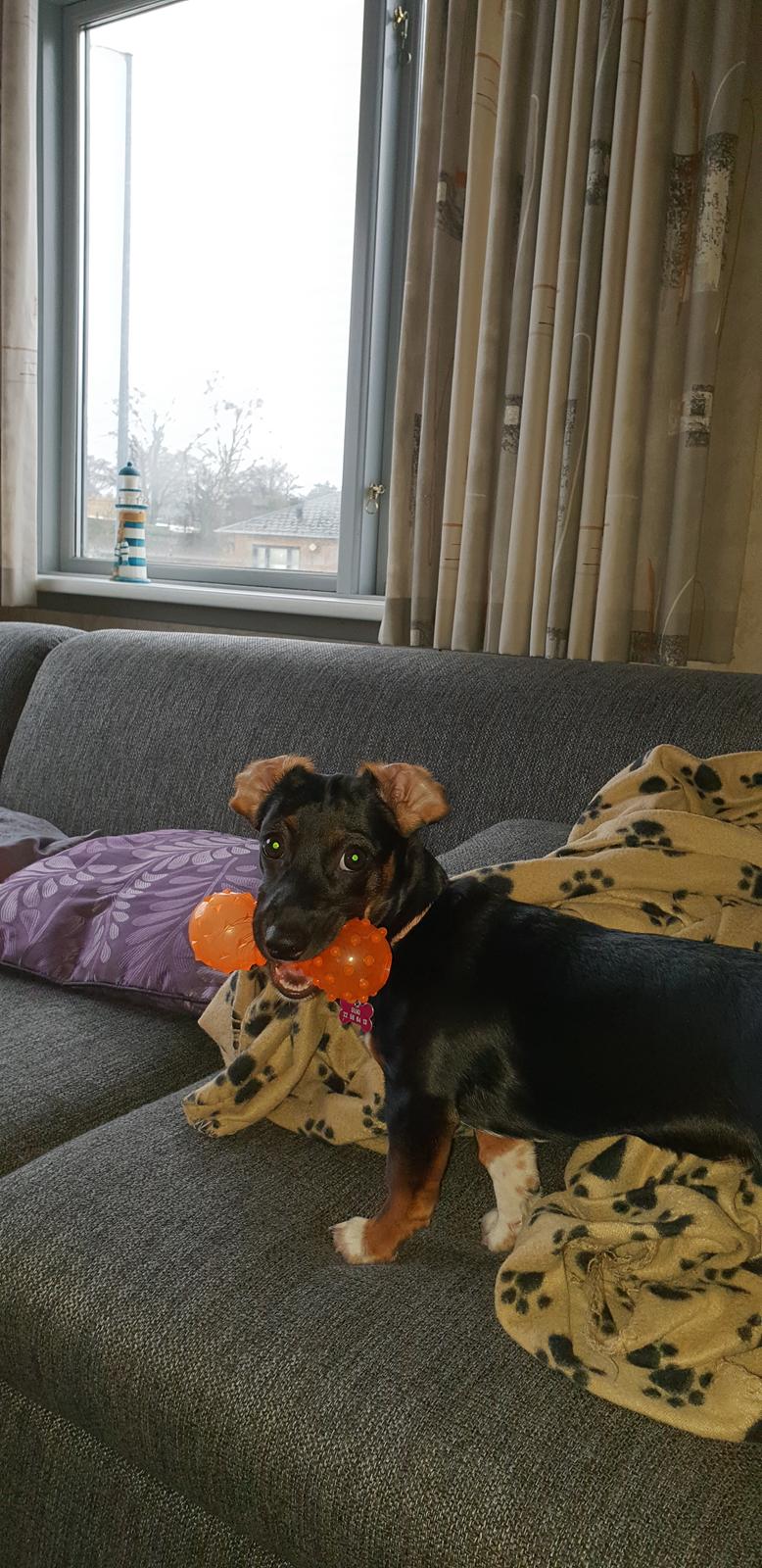 Blanding af racer Suki billede 19