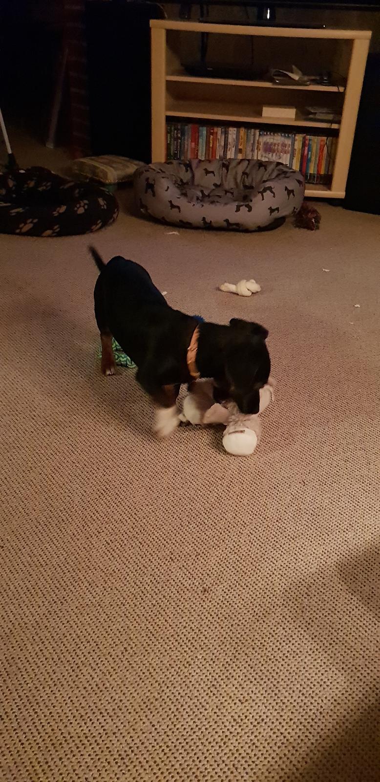 Blanding af racer Suki billede 20