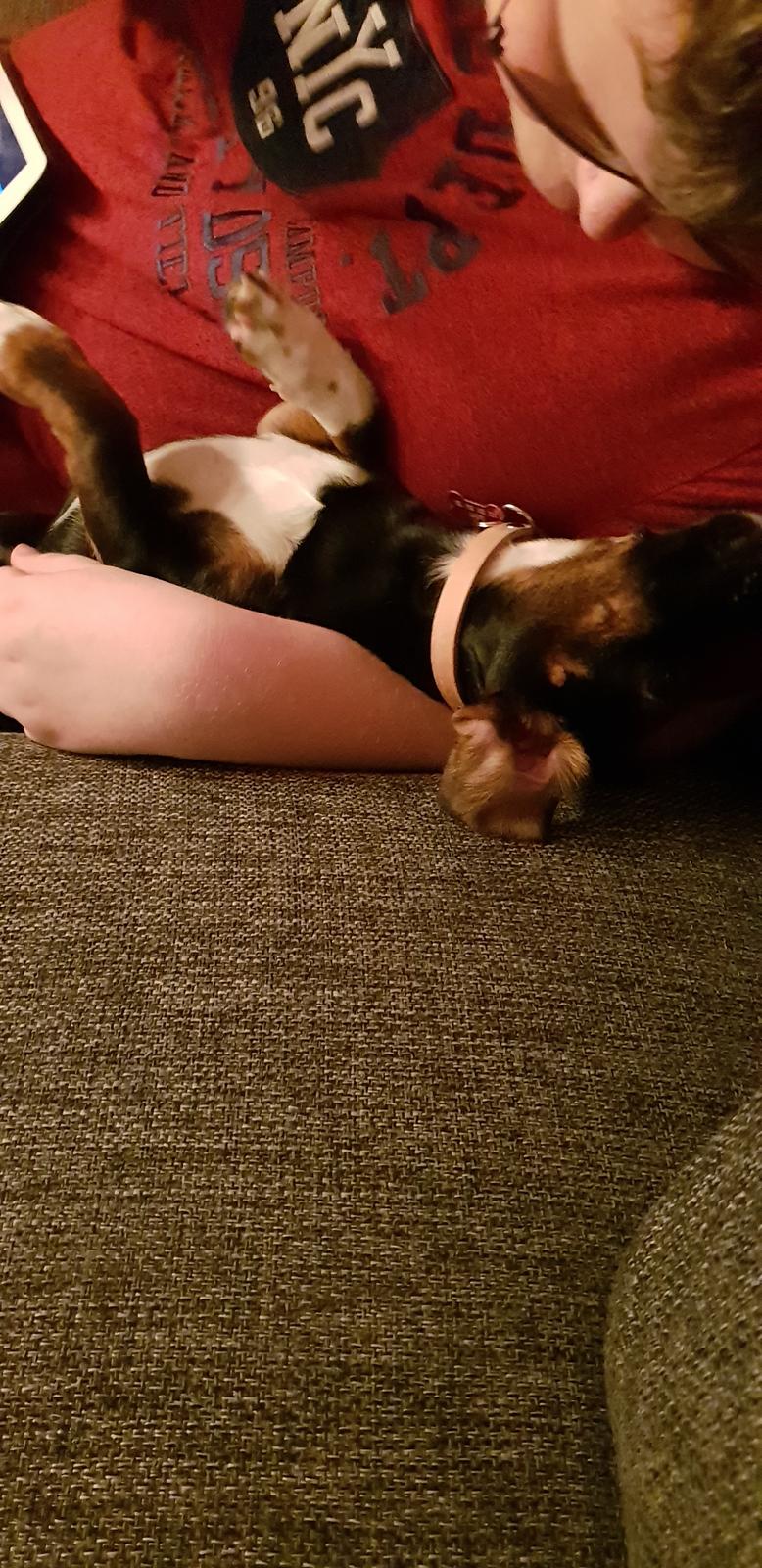 Blanding af racer Suki billede 21