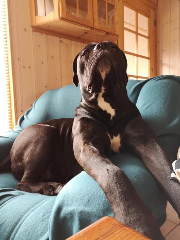 Cane corso Carla * Himmelhund* billede 1