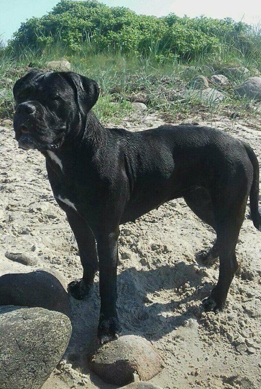 Cane corso Carla billede 18