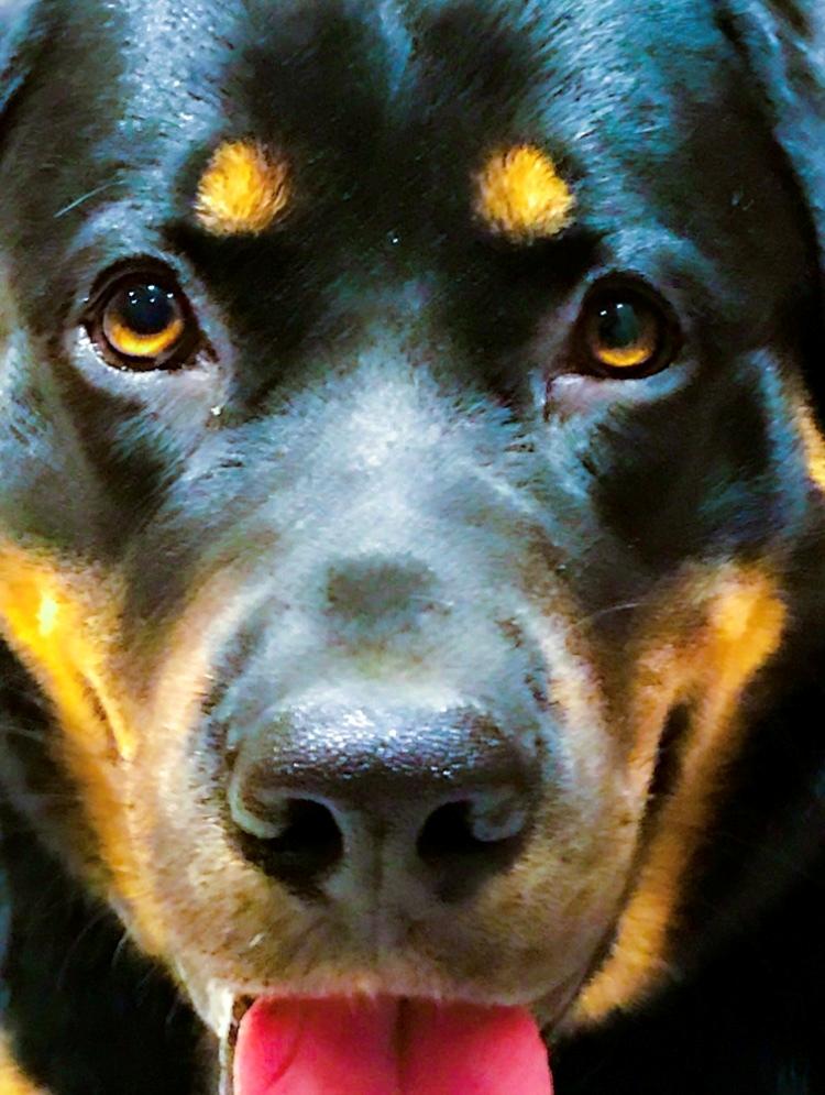 Blanding af racer Hayley billede 8