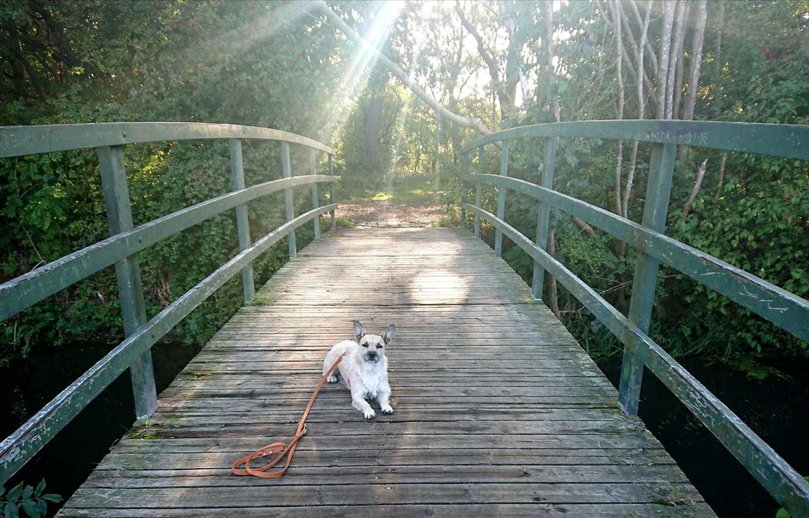 Blanding af racer Karla billede 35