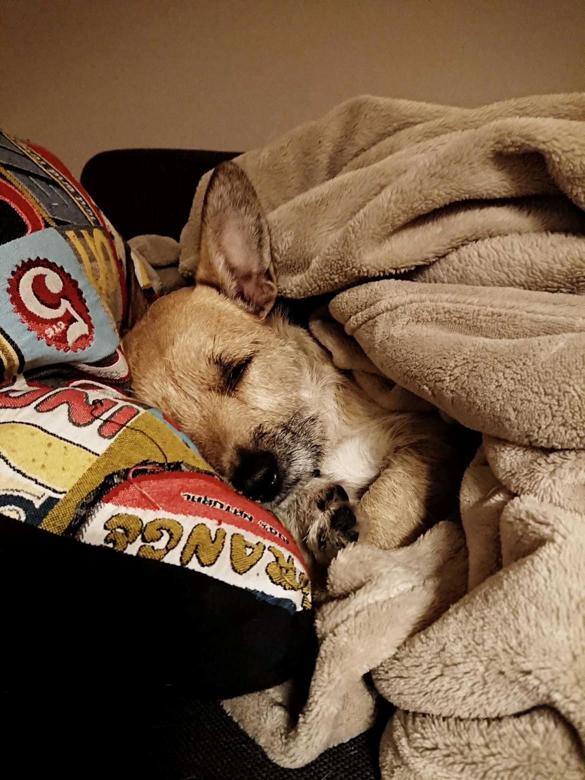 Blanding af racer Karla billede 39