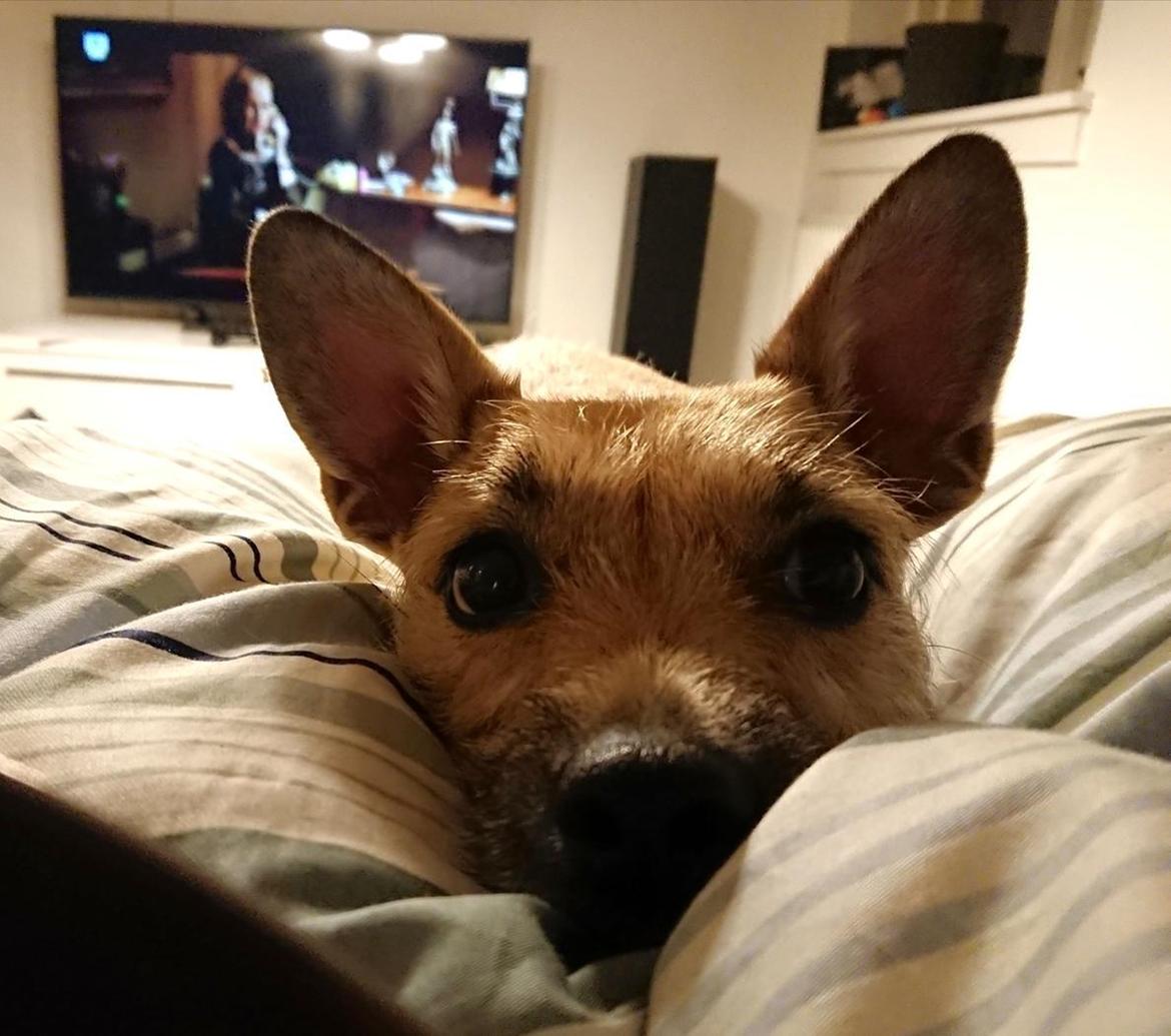 Blanding af racer Karla billede 47