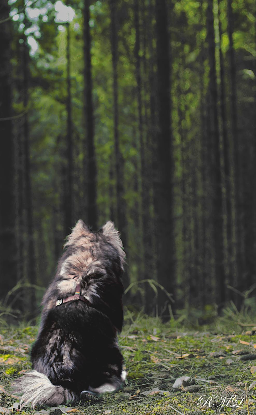 Finsk lapphund Gypsy billede 1