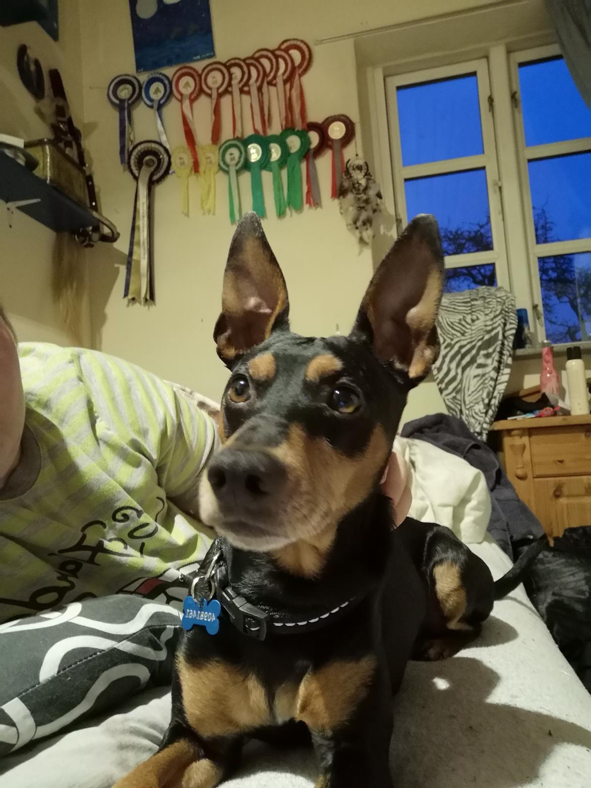 Dvaergpinscher Futte billede 12