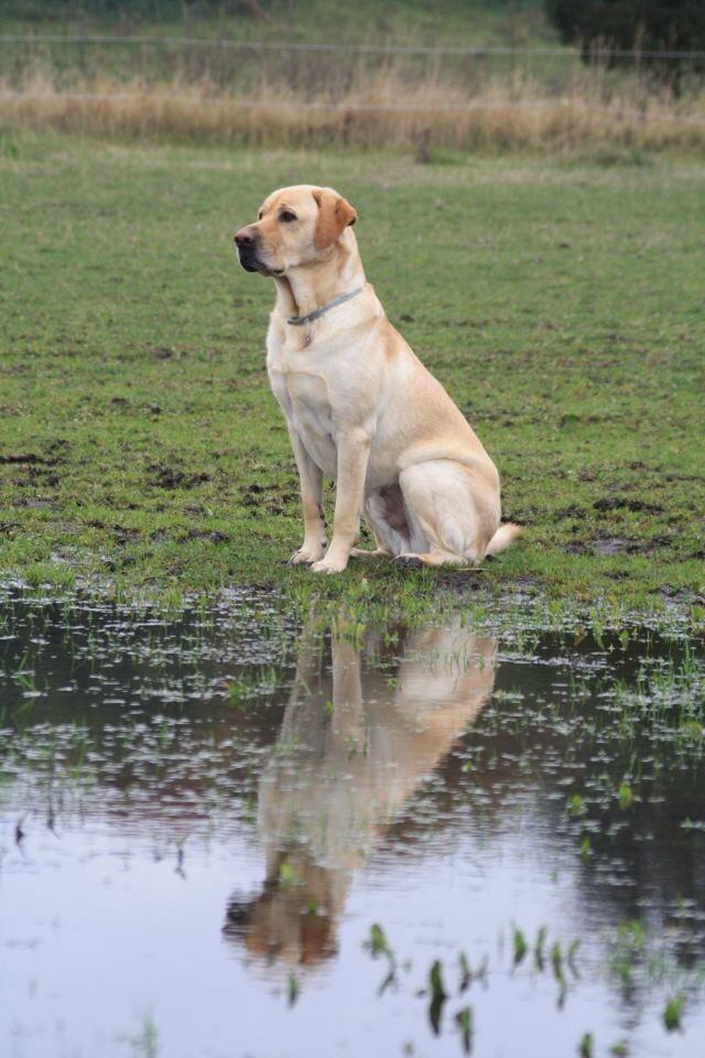 Blanding af racer Luckie billede 1
