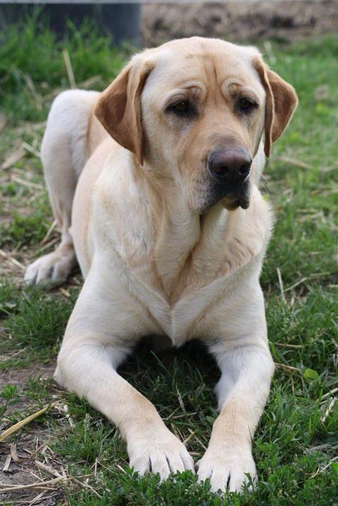 Blanding af racer Luckie billede 3