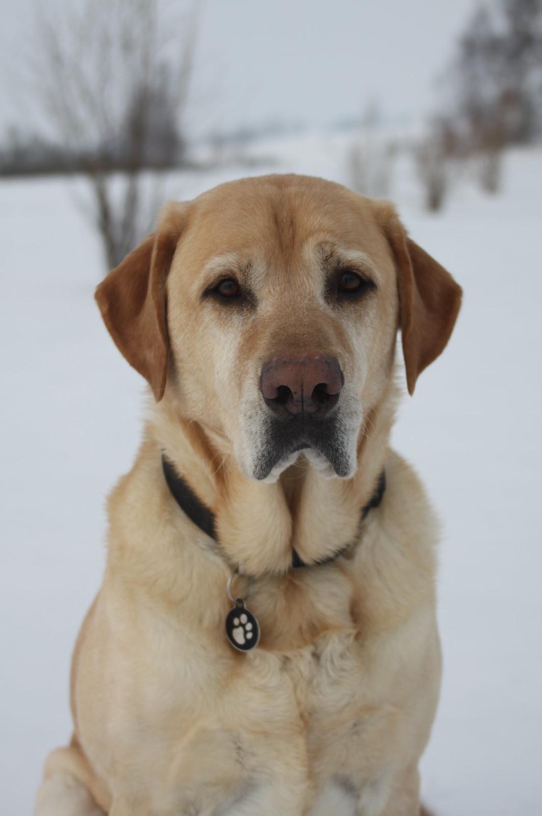 Blanding af racer Luckie billede 6