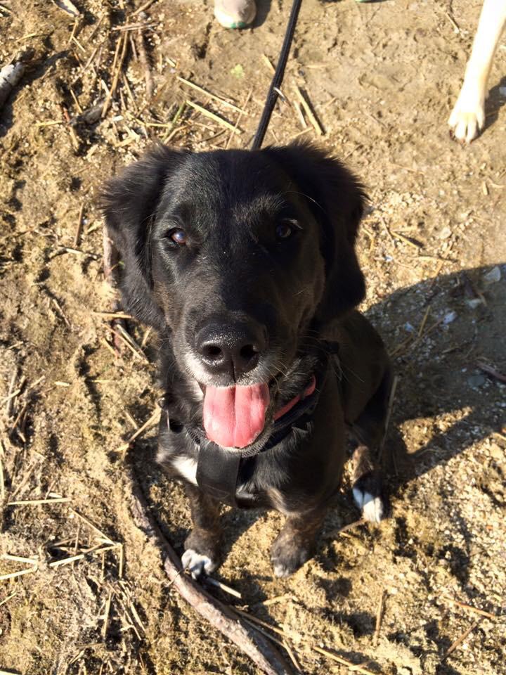 Blanding af racer Ally billede 5