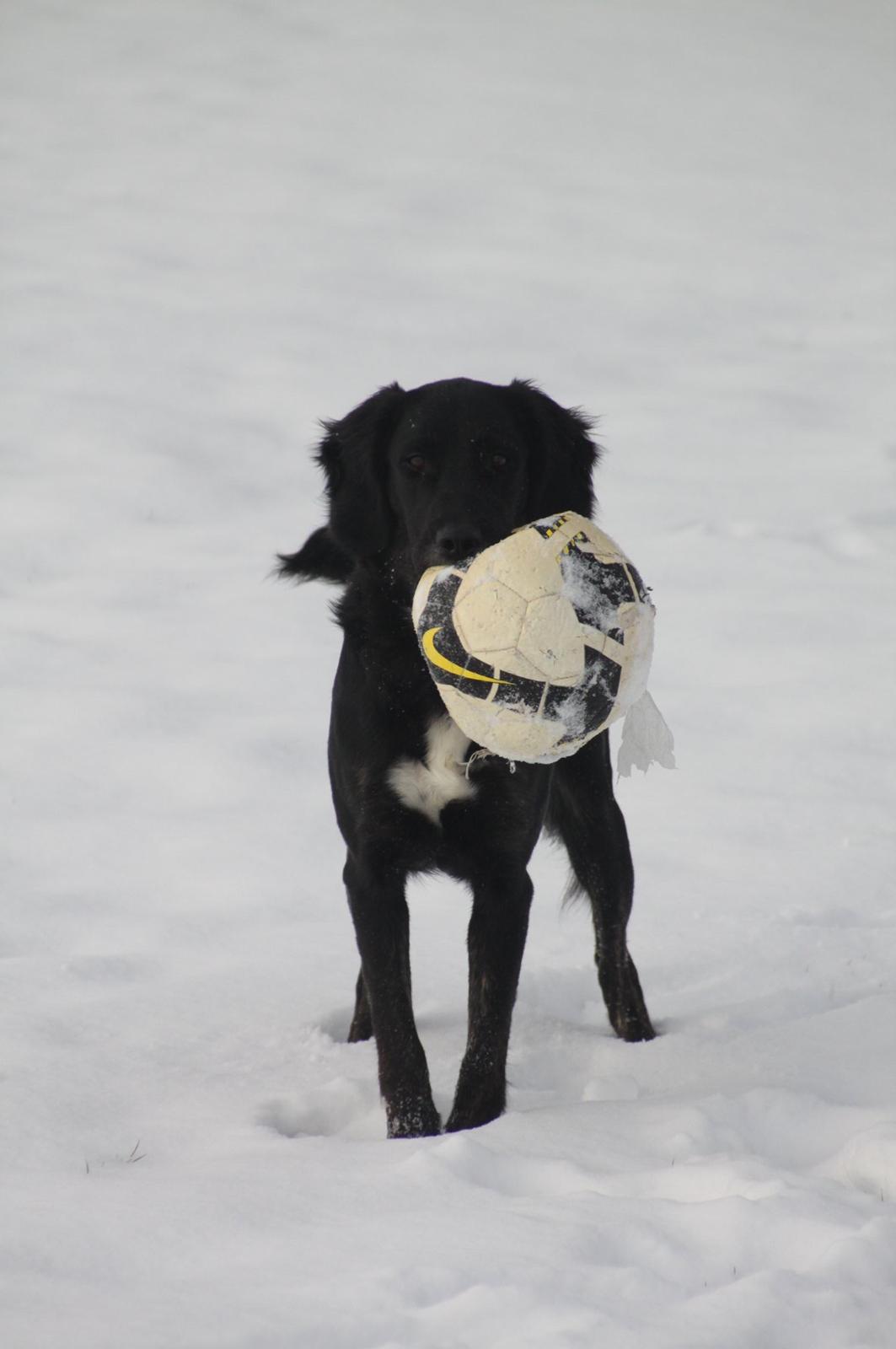 Blanding af racer Ally billede 6