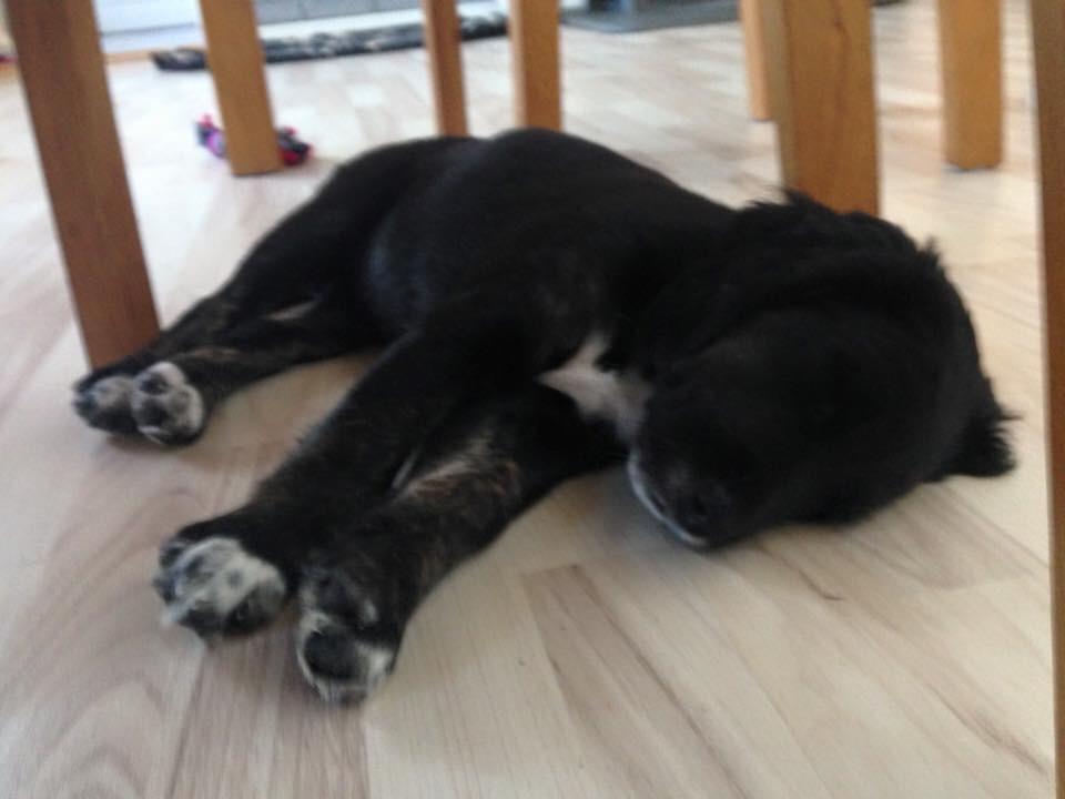 Blanding af racer Ally billede 8