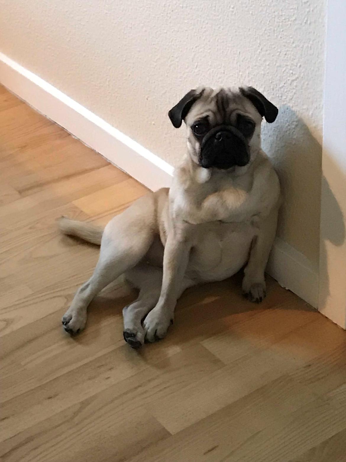 Mops Åse - Åse skal have det hele med, selvom hun er meget træt:-) billede 1