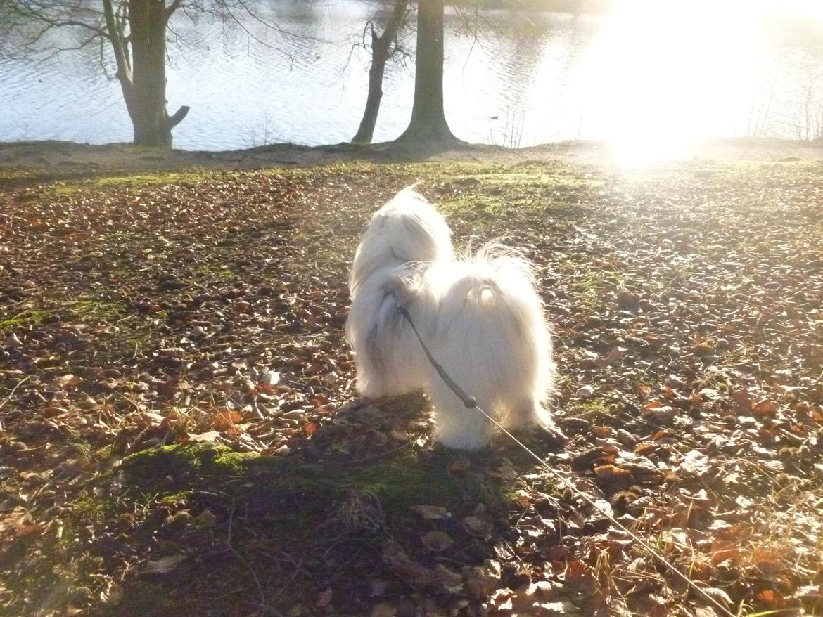 Coton de tulear King billede 4