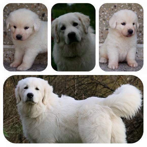 Polski owczarek podhalanski Ludmila Nutrena billede 1