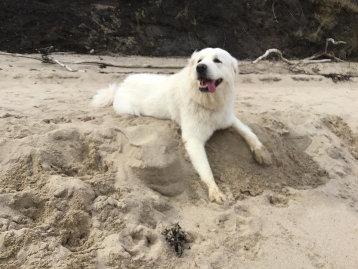 Polski owczarek podhalanski Ludmila Nutrena billede 3