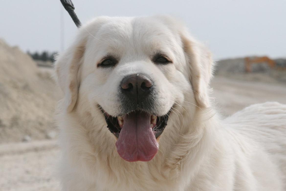 Polski owczarek podhalanski Ludmila Nutrena billede 4