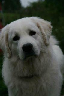 Polski owczarek podhalanski Ludmila Nutrena billede 7