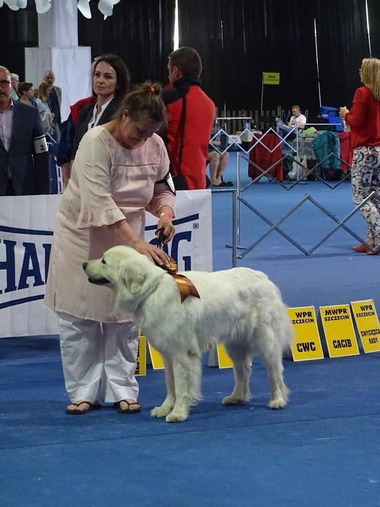 Polski owczarek podhalanski Ludmila Nutrena billede 12