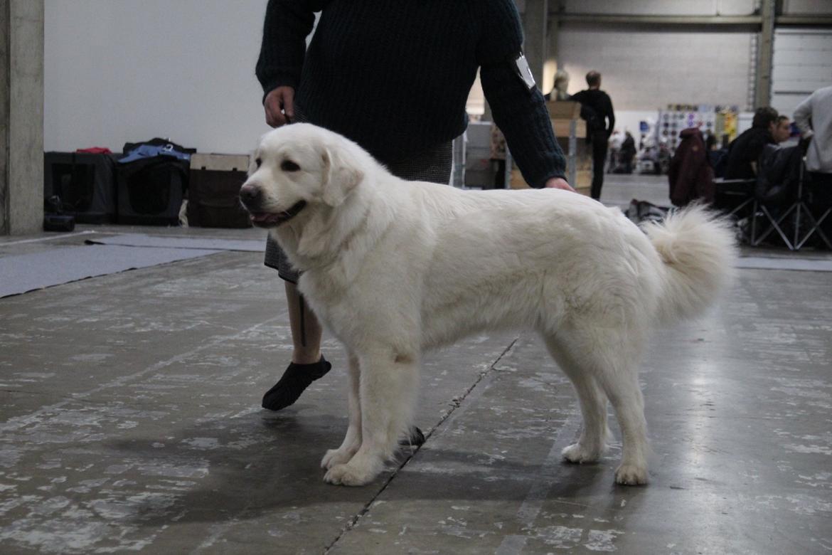 Polski owczarek podhalanski Ludmila Nutrena billede 16