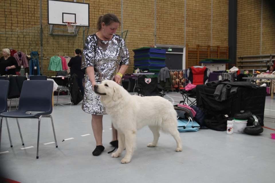 Polski owczarek podhalanski Ludmila Nutrena billede 18