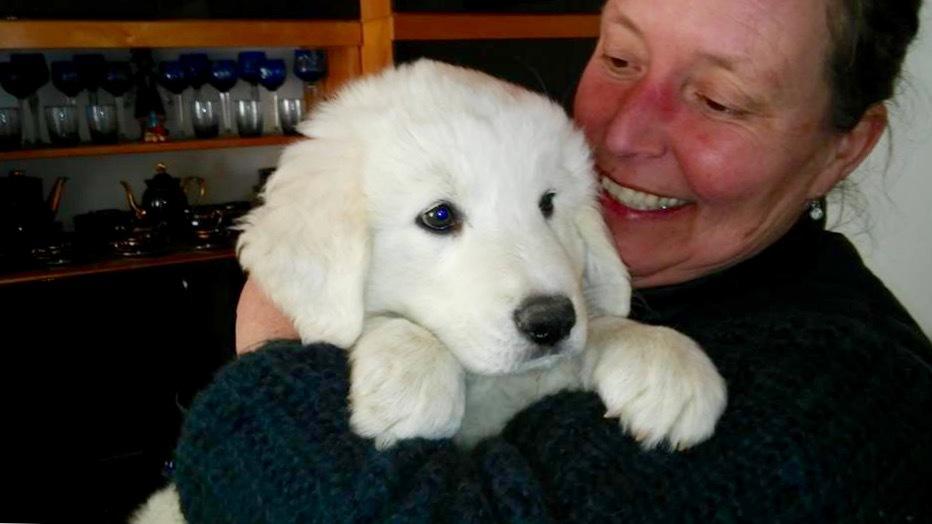 Polski owczarek podhalanski Lesna Mala Dolina billede 1