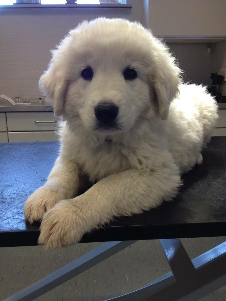 Polski owczarek podhalanski Lesna Mala Dolina billede 3