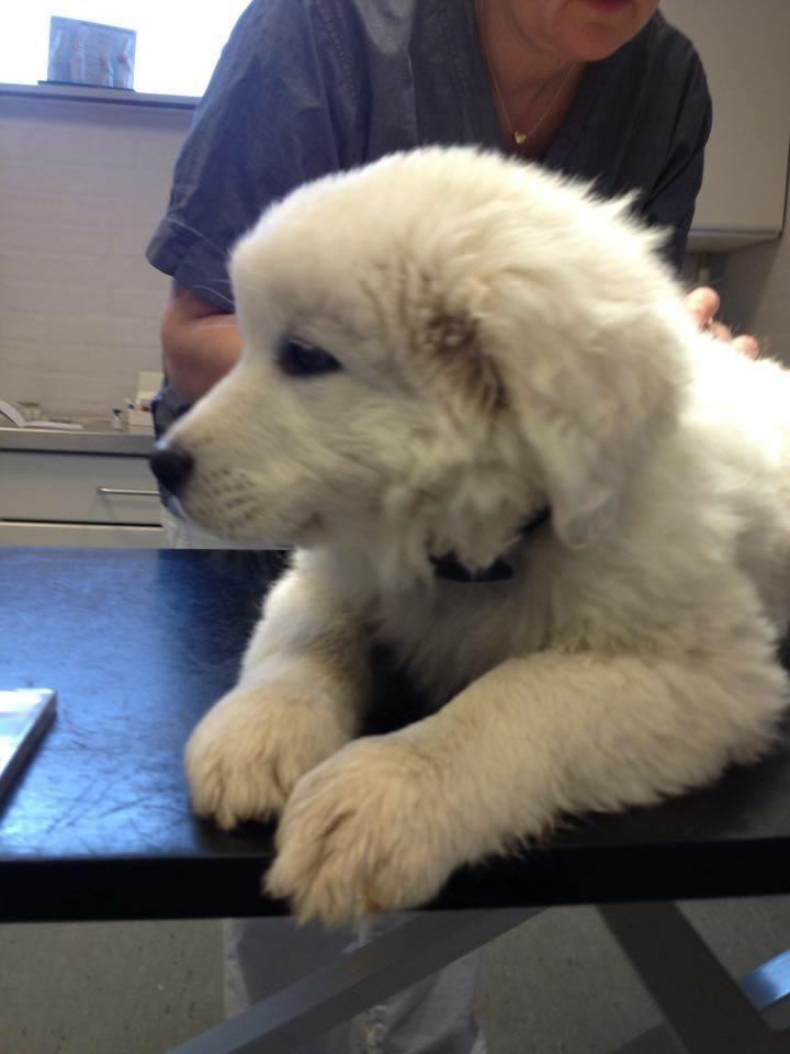 Polski owczarek podhalanski Lesna Mala Dolina billede 4