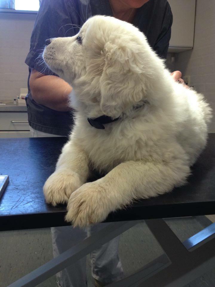 Polski owczarek podhalanski Lesna Mala Dolina billede 5