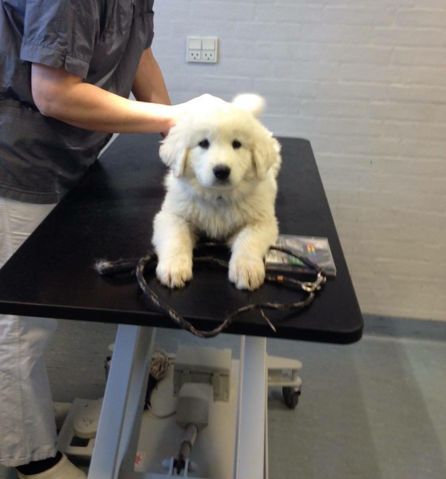 Polski owczarek podhalanski Lesna Mala Dolina billede 6