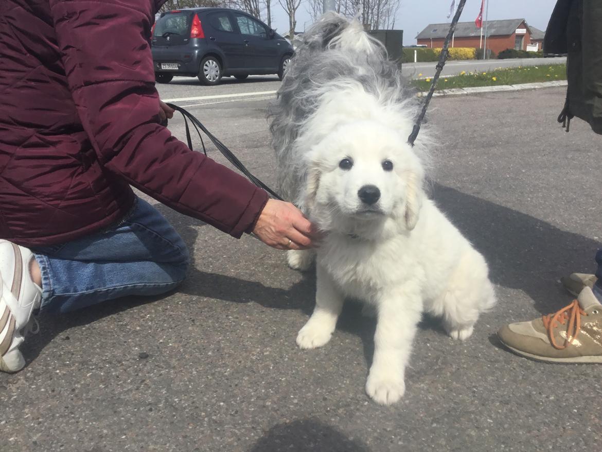 Polski owczarek podhalanski Lesna Mala Dolina billede 7