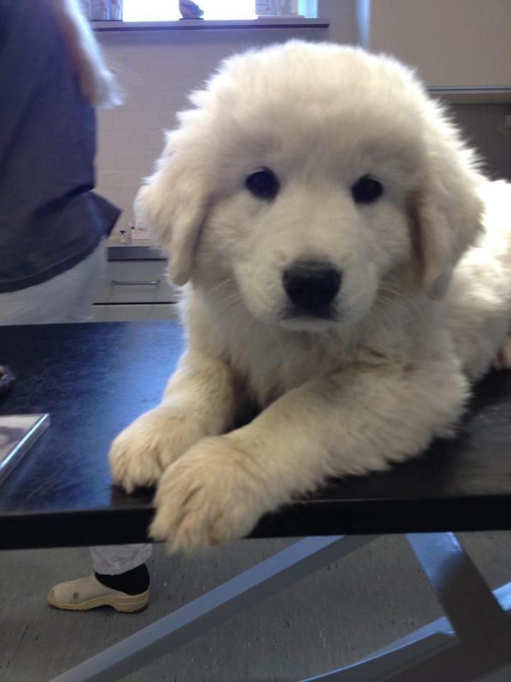 Polski owczarek podhalanski Lesna Mala Dolina billede 2